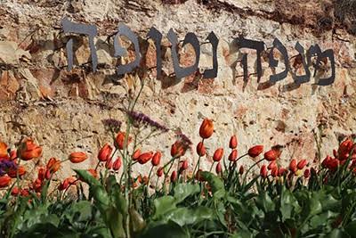 נטופה